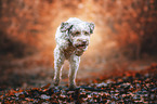 male Lagotto Romagnolo