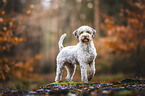 male Lagotto Romagnolo
