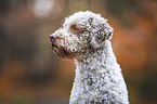 male Lagotto Romagnolo
