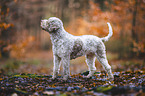 male Lagotto Romagnolo