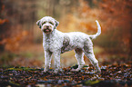male Lagotto Romagnolo