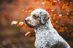 male Lagotto Romagnolo