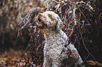 male Lagotto Romagnolo