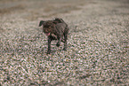 Lagotto Romagnolo