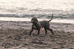 Lagotto Romagnolo