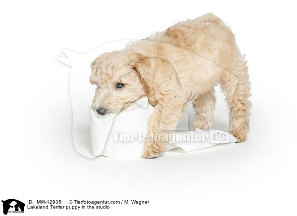 Lakeland Terrier Welpe im Studio / Lakeland Terrier puppy in the studio / MW-12935