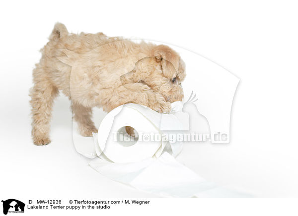 Lakeland Terrier Welpe im Studio / Lakeland Terrier puppy in the studio / MW-12936