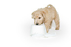 Lakeland Terrier puppy in the studio