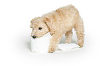 Lakeland Terrier puppy in the studio