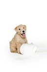 Lakeland Terrier puppy in the studio