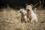 Lakeland Terrier in the meadow