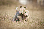 Lakeland Terrier in the meadow
