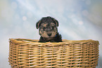 Lakeland Terrier Puppy