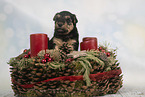 Lakeland Terrier Puppy