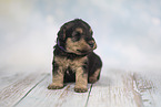 Lakeland Terrier Puppy