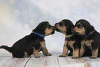 Lakeland Terrier Puppies