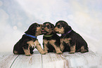 Lakeland Terrier Puppies