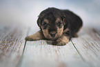 Lakeland Terrier Puppy