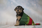 Lakeland Terrier Puppy