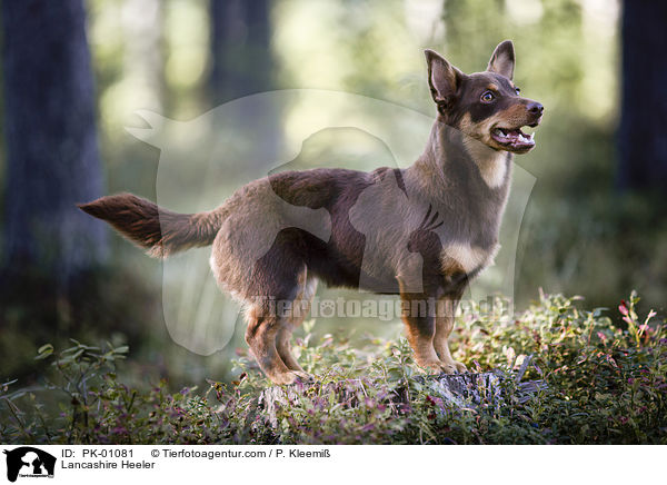 Lancashire Heeler / PK-01081