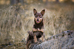 Lancashire Heeler