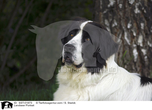 Landseer Portrait / Landseer Portrait / SST-01873