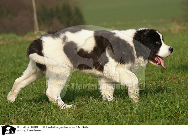 young Landseer / AB-01600
