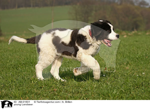 young Landseer / AB-01601