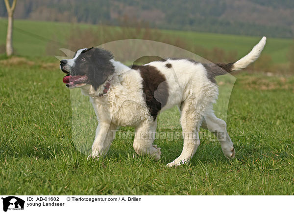 young Landseer / AB-01602