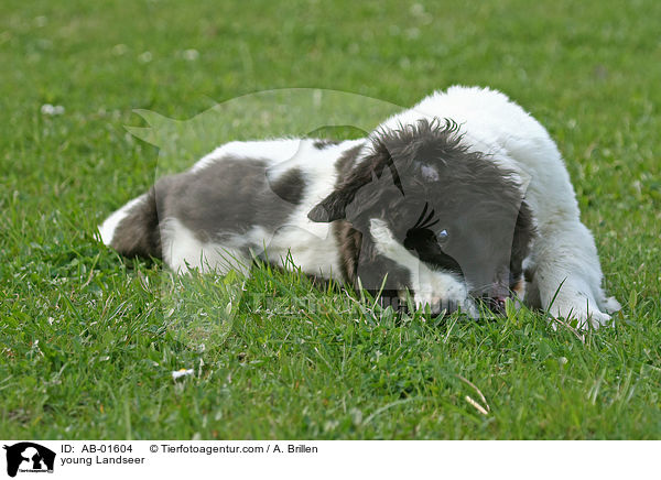 young Landseer / AB-01604