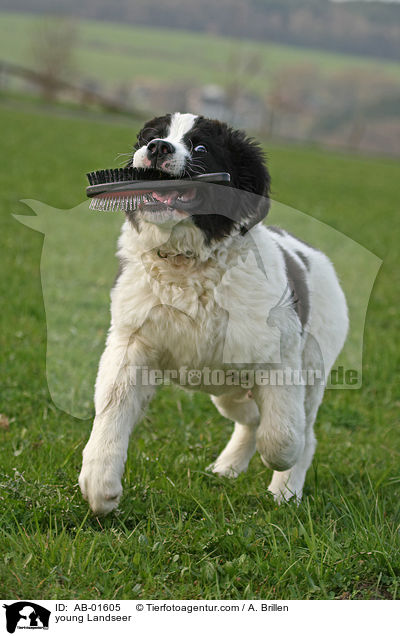 young Landseer / AB-01605