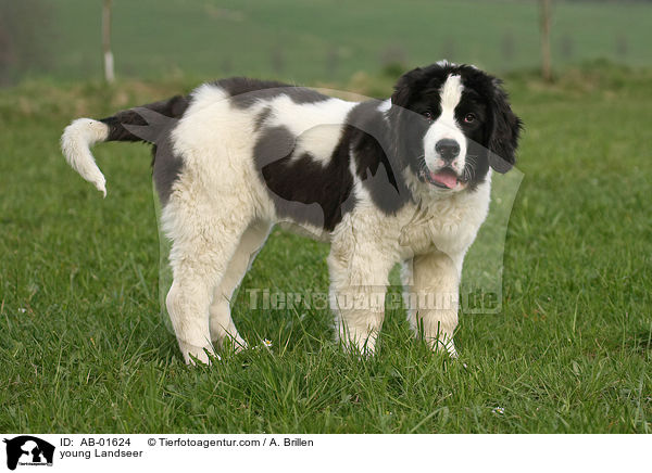 junger Landseer / young Landseer / AB-01624