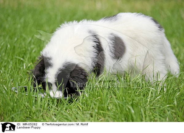 Landseer Welpe / Landseer Puppy / MR-05282