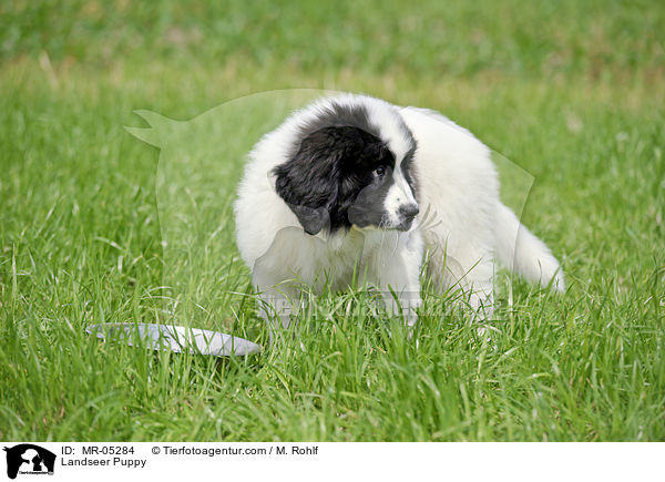 Landseer Welpe / Landseer Puppy / MR-05284