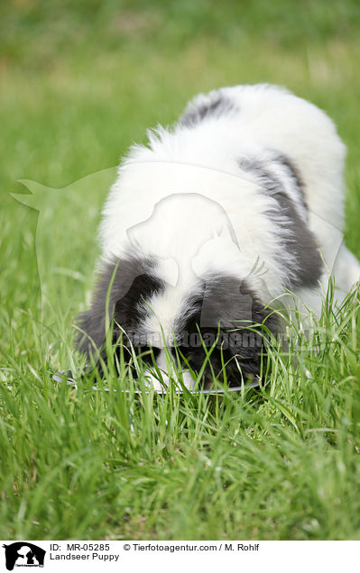 Landseer Welpe / Landseer Puppy / MR-05285