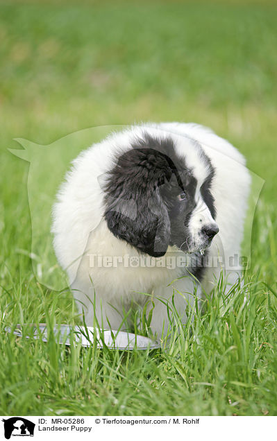 Landseer Welpe / Landseer Puppy / MR-05286