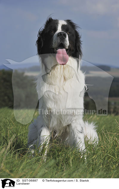 Landseer / Landseer / SST-06887