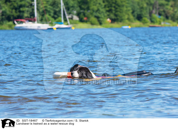 Landseer wird ausgebildet zum Wasserrettungshund / Landseer is trained as a water rescue dog / SST-18467