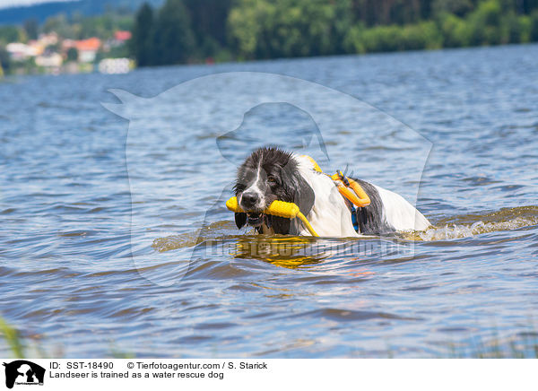 Landseer is trained as a water rescue dog / SST-18490