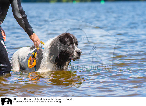 Landseer is trained as a water rescue dog / SST-18495