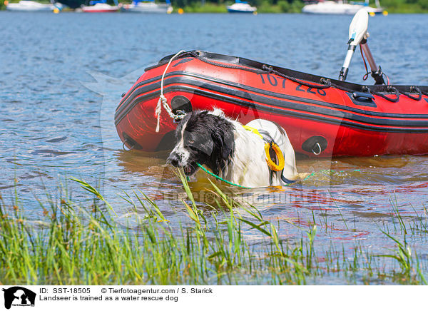 Landseer wird ausgebildet zum Wasserrettungshund / Landseer is trained as a water rescue dog / SST-18505