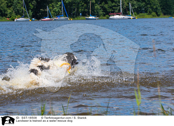 Landseer is trained as a water rescue dog / SST-18508