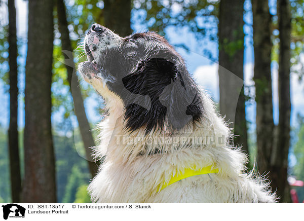 Landseer Portrait / Landseer Portrait / SST-18517