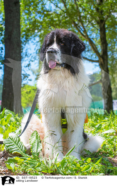 sitting Landseer / SST-18523
