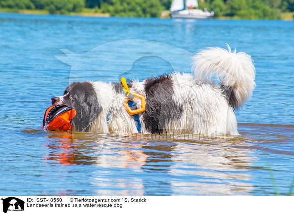 Landseer wird ausgebildet zum Wasserrettungshund / Landseer is trained as a water rescue dog / SST-18550