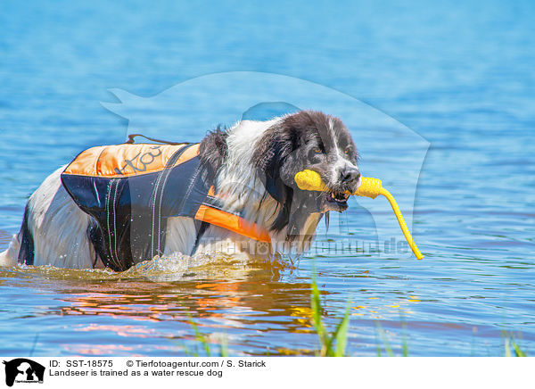 Landseer wird ausgebildet zum Wasserrettungshund / Landseer is trained as a water rescue dog / SST-18575