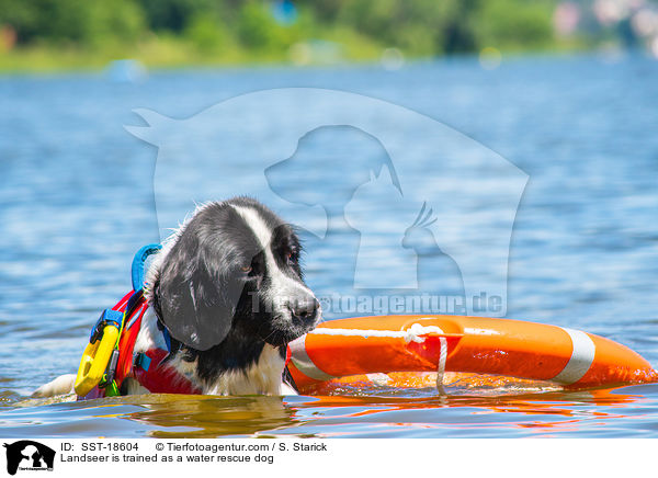 Landseer wird ausgebildet zum Wasserrettungshund / Landseer is trained as a water rescue dog / SST-18604