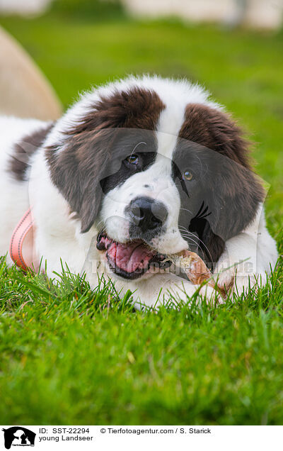 young Landseer / SST-22294
