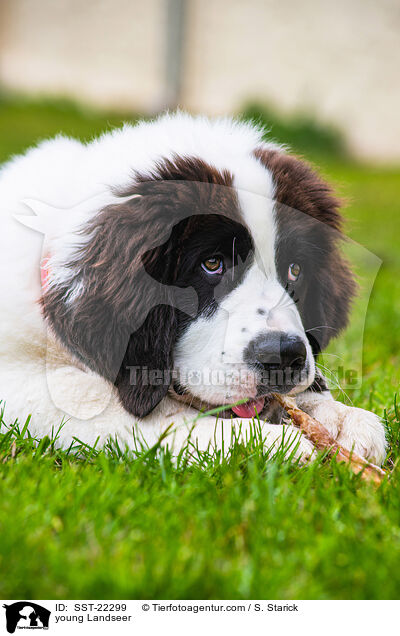 young Landseer / SST-22299