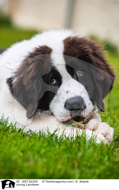young Landseer / SST-22300